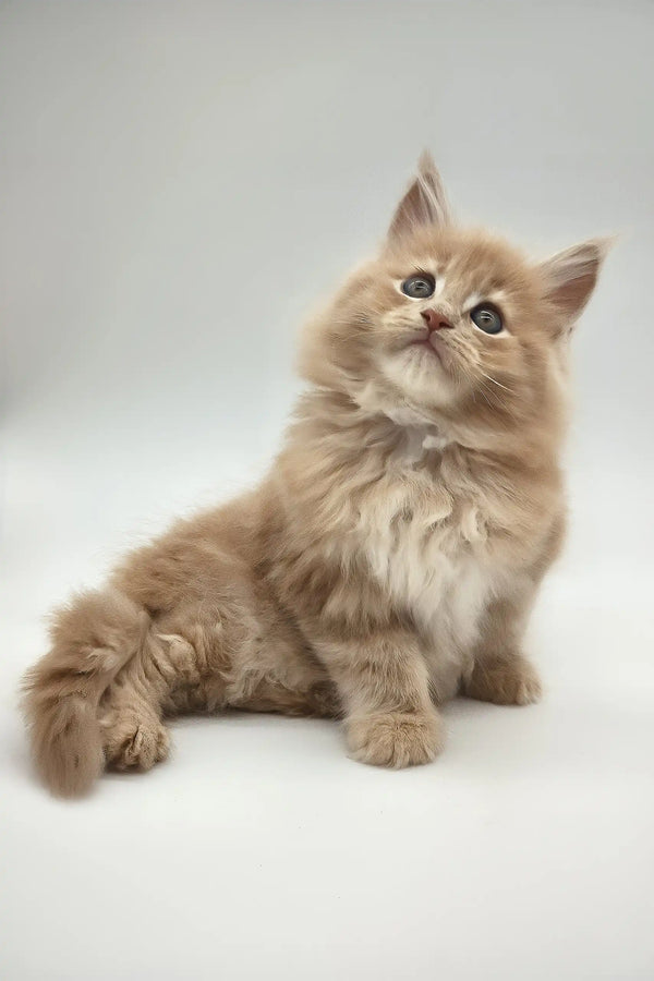 Kasp | maine coon kitten