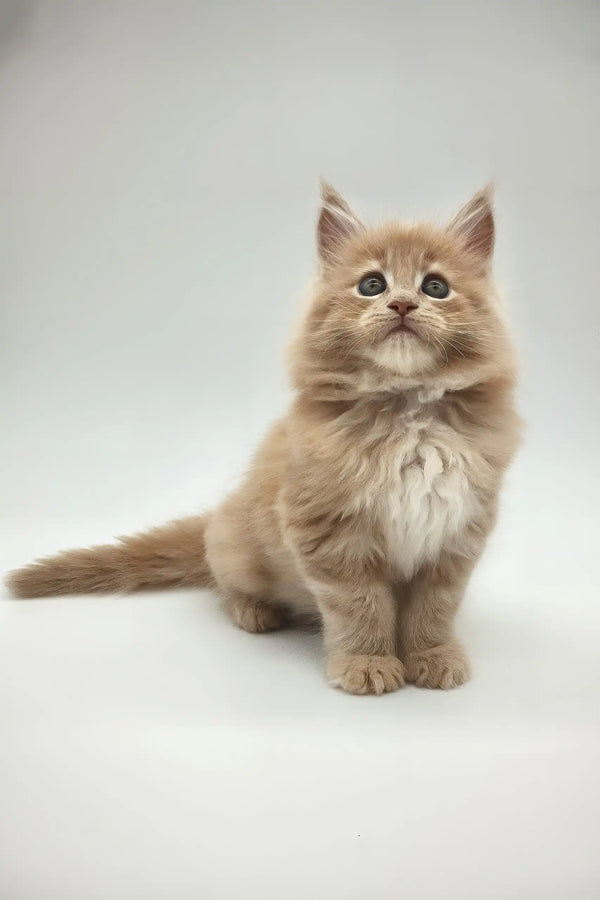 Kasp | maine coon kitten