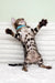 Kasper | bengal kitten