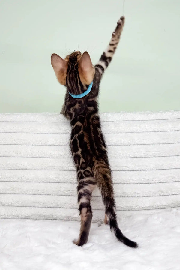 Kasper | bengal kitten