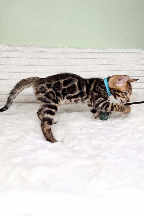 Kasper | bengal kitten