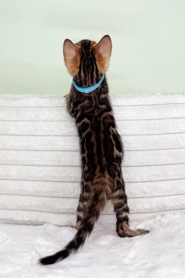 Kasper | bengal kitten