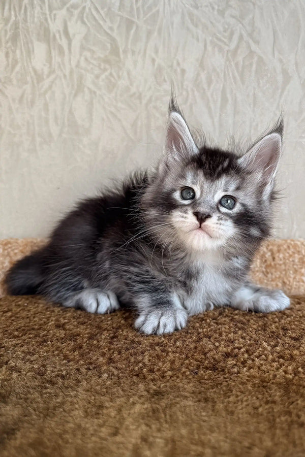 Kasper | maine coon kitten
