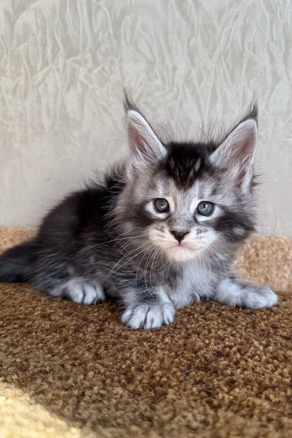 Kasper | maine coon kitten