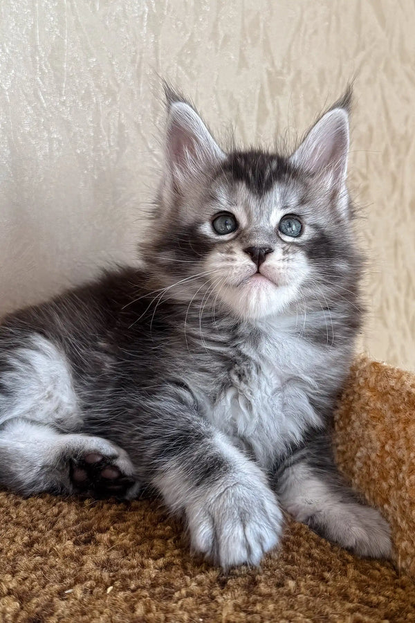 Kasper | maine coon kitten