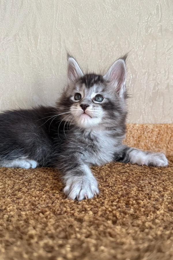 Kasper | maine coon kitten