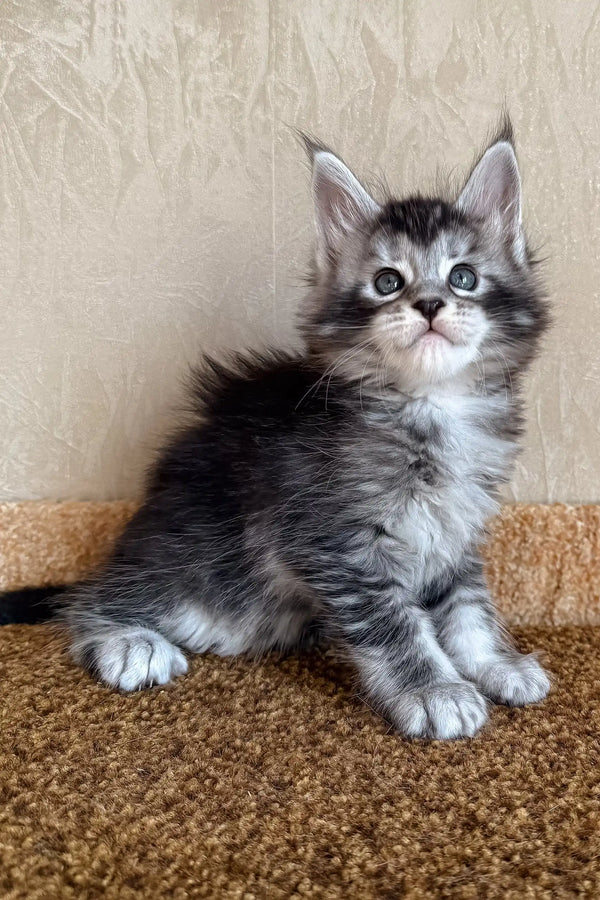 Kasper | maine coon kitten