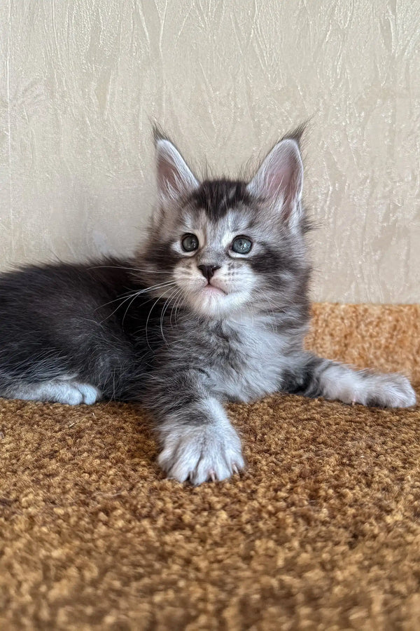 Kasper | maine coon kitten