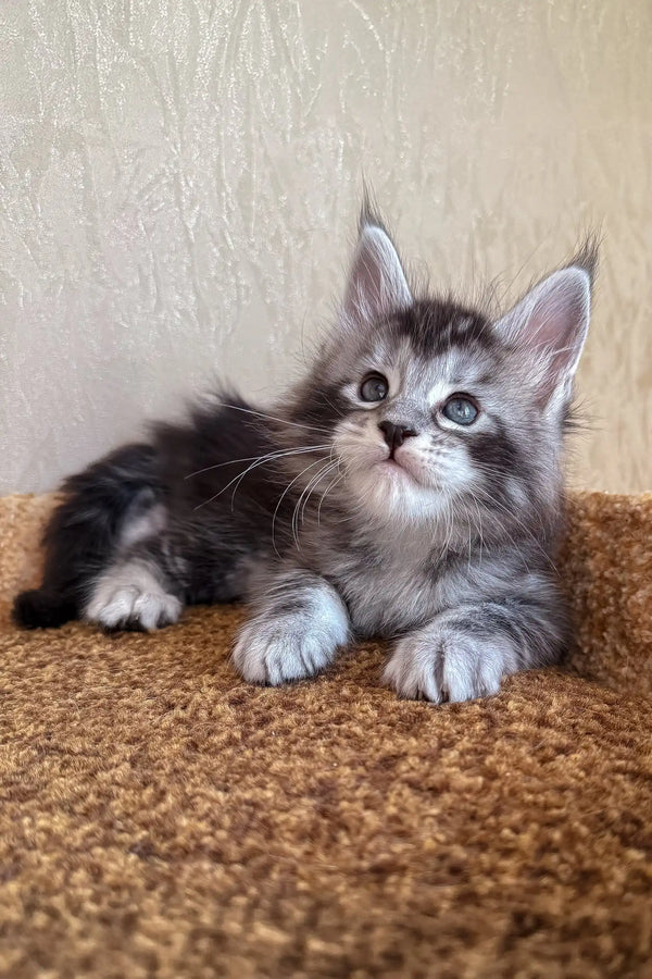 Kasper | maine coon kitten
