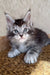 Kasper | maine coon kitten