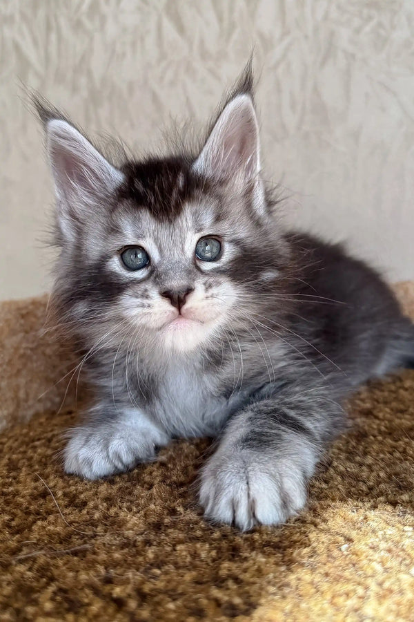 Kasper | maine coon kitten