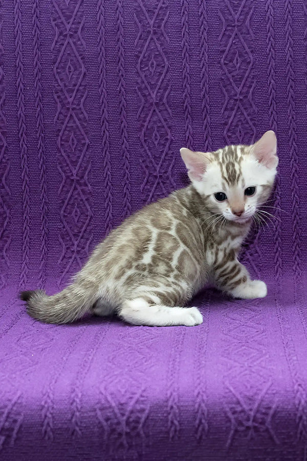 Kassandra | bengal kitten
