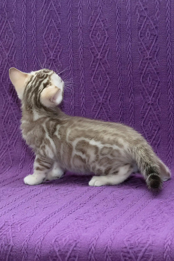 Kassandra | bengal kitten