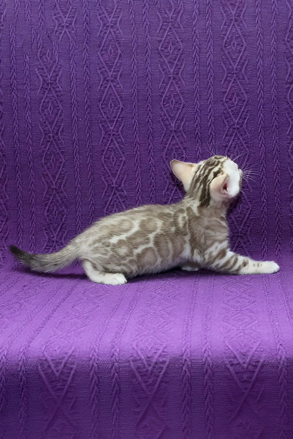 Kassandra | bengal kitten