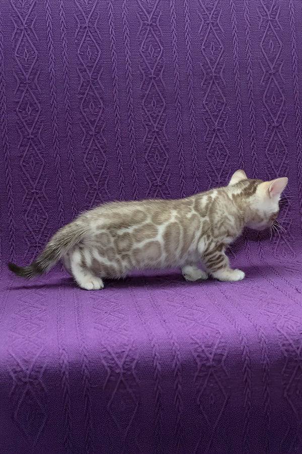 Kassandra | bengal kitten