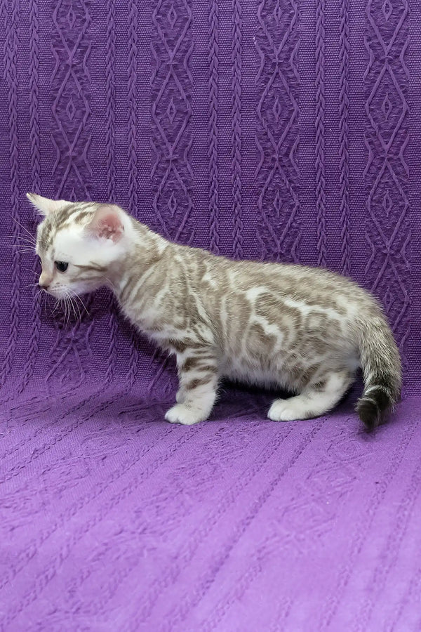 Kassandra | bengal kitten