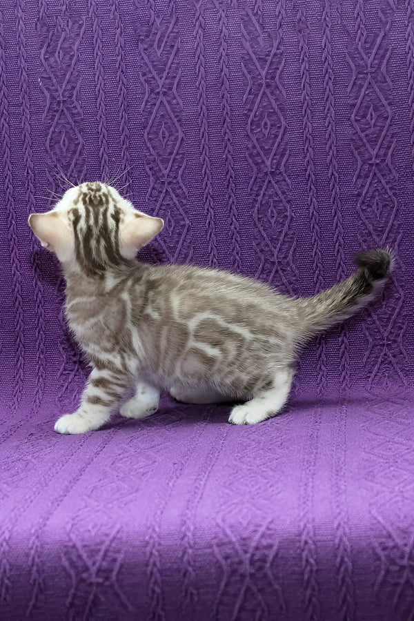 Kassandra | bengal kitten
