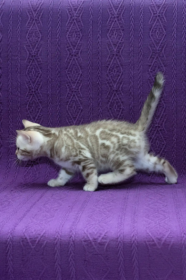 Kassandra | bengal kitten