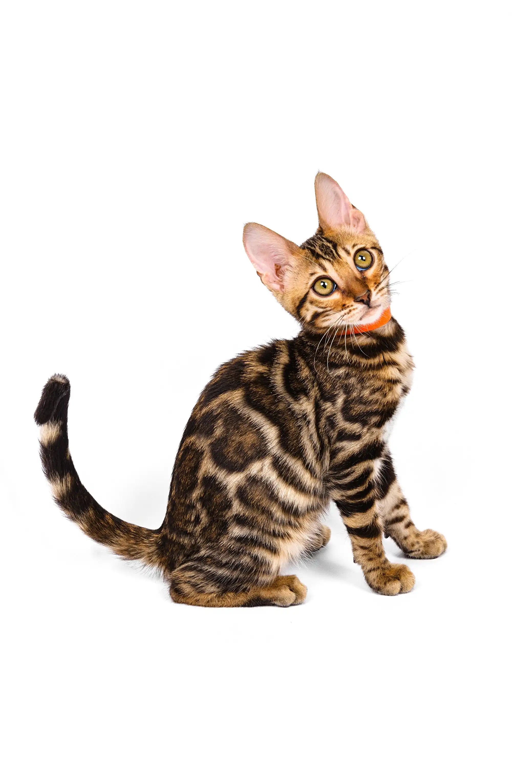 adopt-your-loving-bengal-kitten-kate-today-purebred-kitties