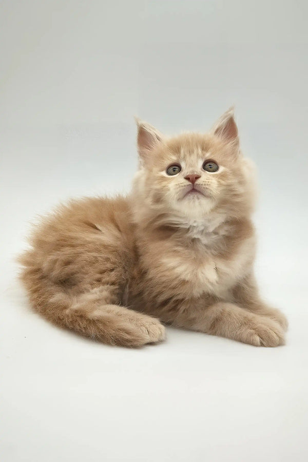 Kate | maine coon kitten