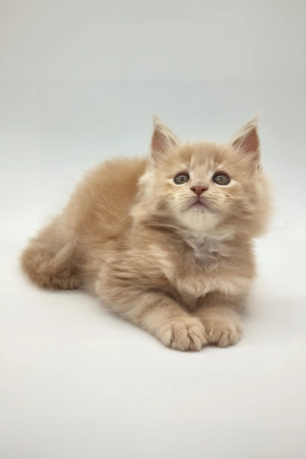 Kate | maine coon kitten