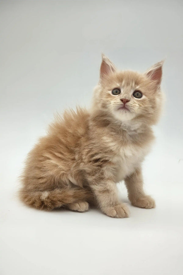 Kate | maine coon kitten