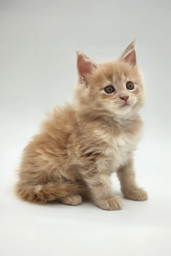 Kate | maine coon kitten