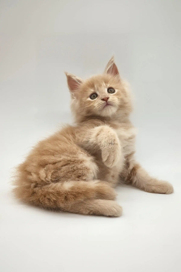 Kate | maine coon kitten
