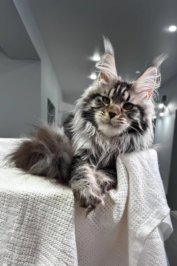 Katie | maine coon kitten