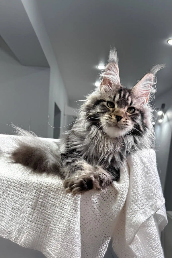 Katie | maine coon kitten