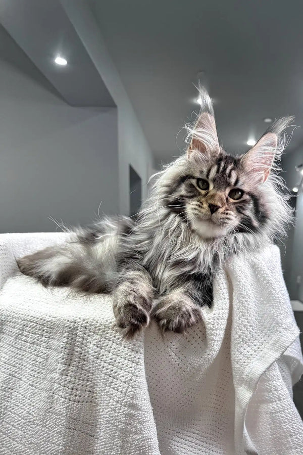 Katie | maine coon kitten