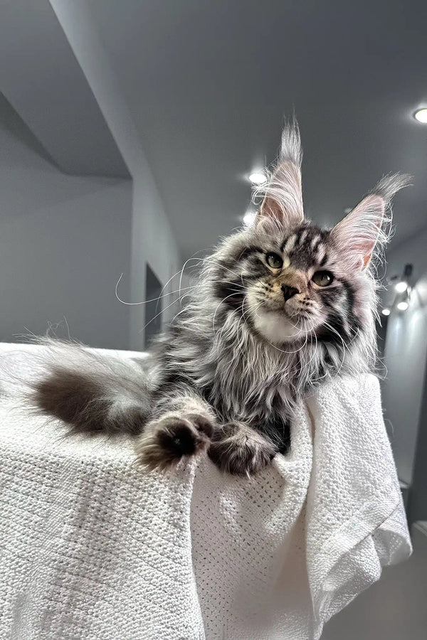 Katie | maine coon kitten