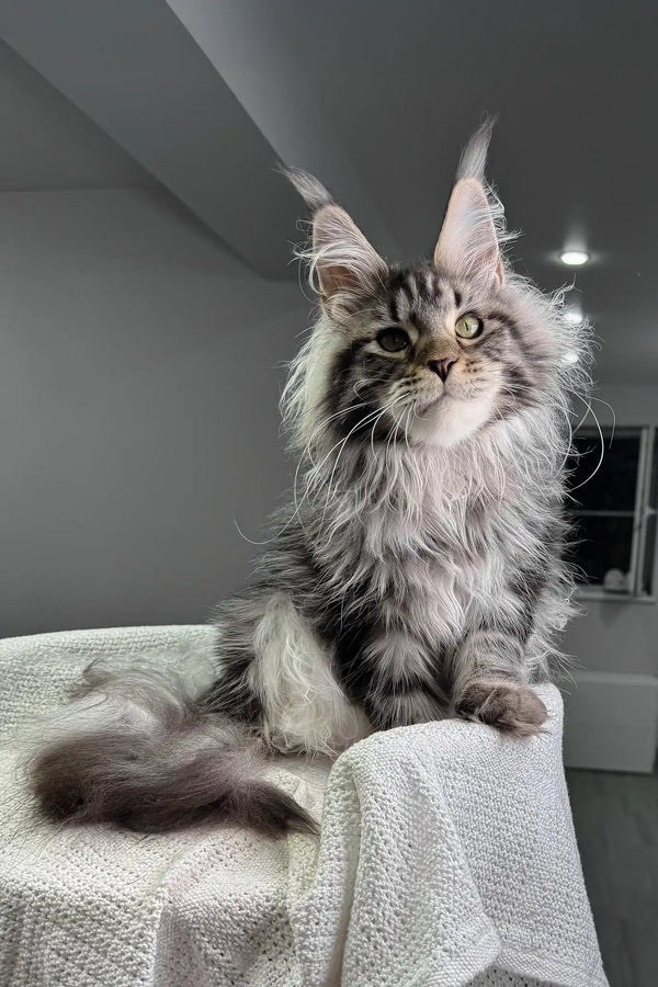 Katie | maine coon kitten