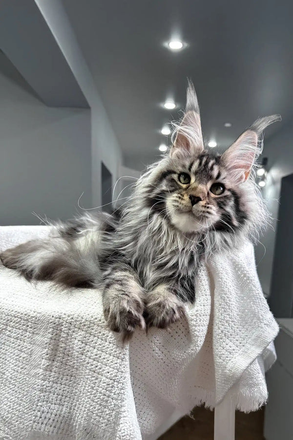 Katie | maine coon kitten