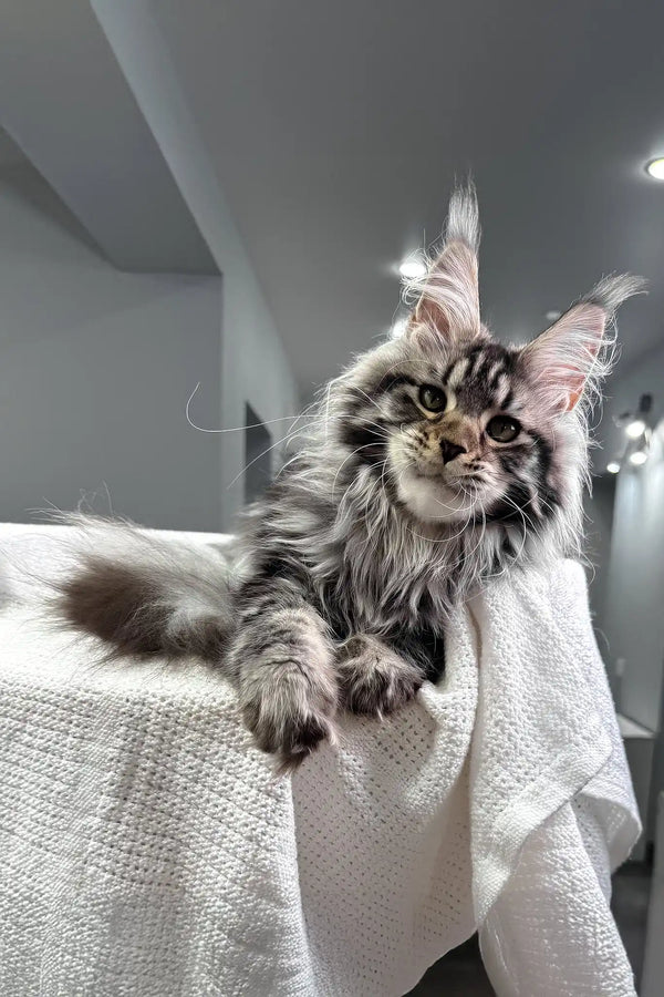 Katie | maine coon kitten