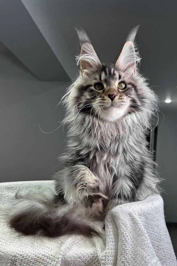 Katie | maine coon kitten