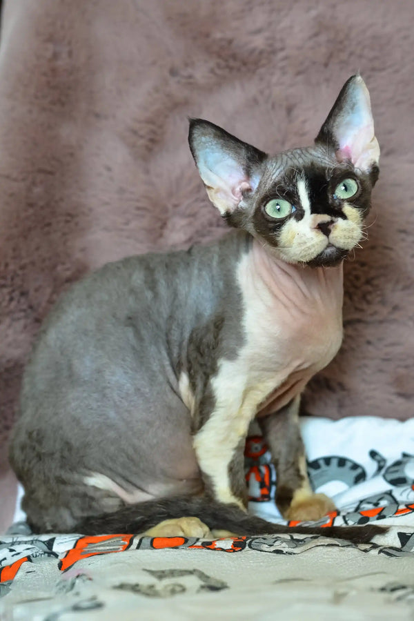 Kato | devon rex kitten