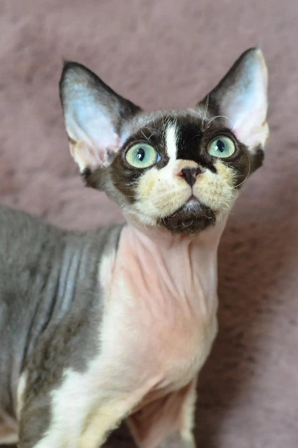 Kato | devon rex kitten