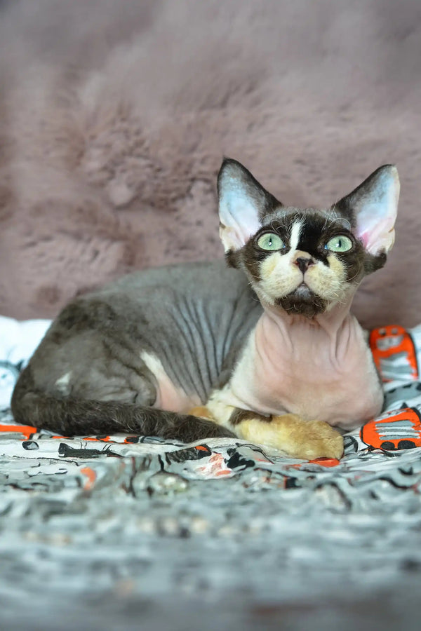 Kato | devon rex kitten
