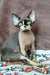 Kato | devon rex kitten