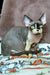 Kato | devon rex kitten