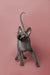 Alert Sphynx kitten with large ears and a long curved tail standing proudly