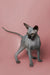 Hairless gray Sphynx kitten with big ears and green eyes on a pink surface