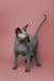 Hairless gray Sphynx kitten with big ears standing alert on plain background