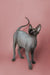 Sphynx kitten Kato with big ears standing alert on a plain background