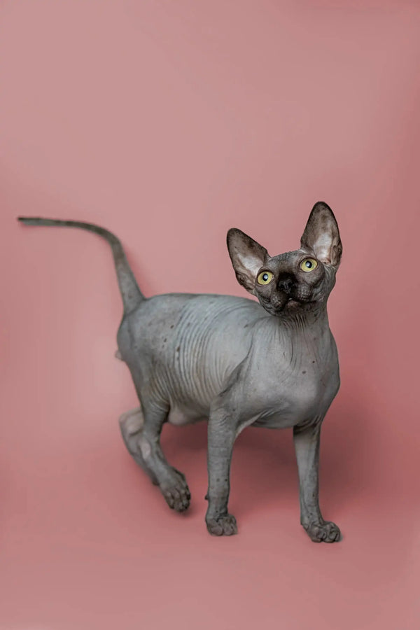 Hairless Sphynx kitten with wrinkled gray skin and big ears, perfect for snuggling