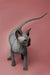 Hairless Sphynx kitten Kato with wrinkled gray skin and big ears looking adorable