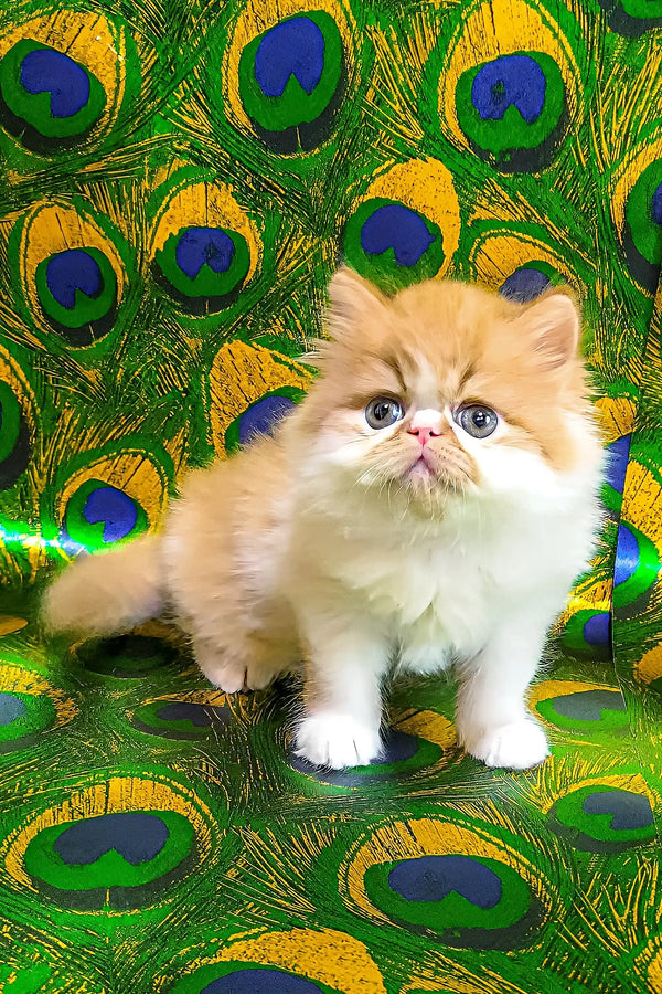 Katrin | persian kitten