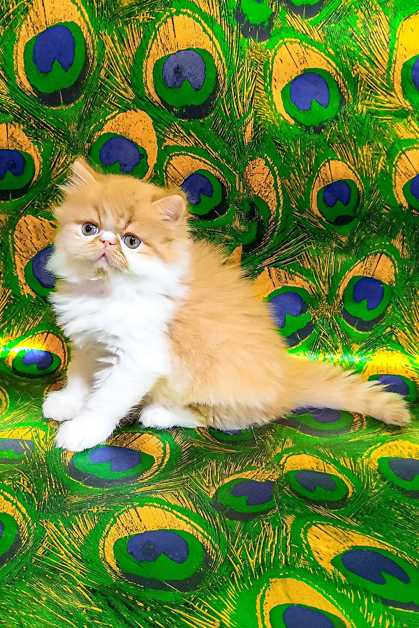 Katrin | persian kitten