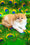 Katrin | Persian Kitten